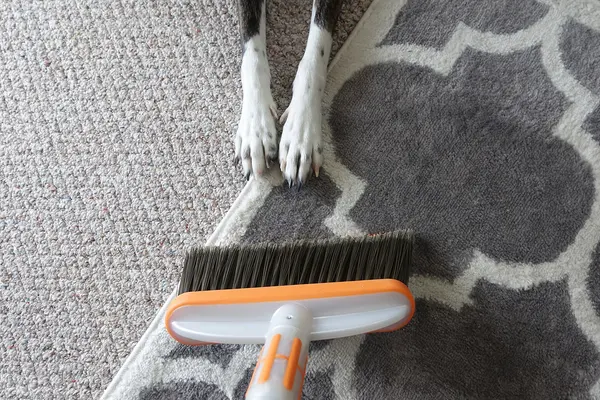 Carpet brush sweeping pet hair from a rug with a dog's paws standing nearby